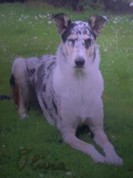Collie’s of Sealand Beverly Baccara Smooth