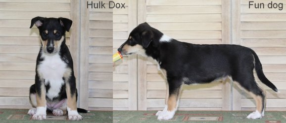 Hulk Dox Fun dog