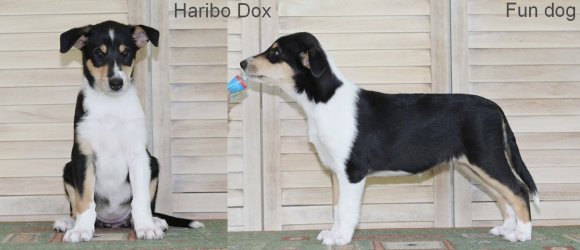 Haribo Dox Fun dog