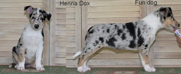 Henna Dox Fun dog