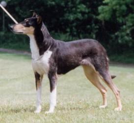 Collie’s of Sealand Number Seven Nice Nessica