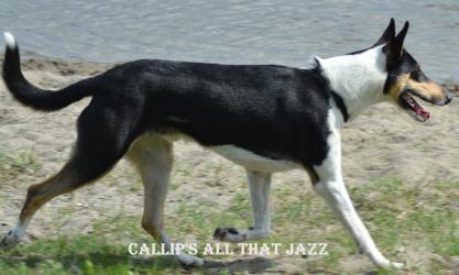 Callip’s All That Jazz