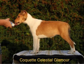 Coquette Celestial Glamour