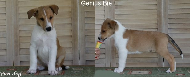 Genius Bie Fun dog