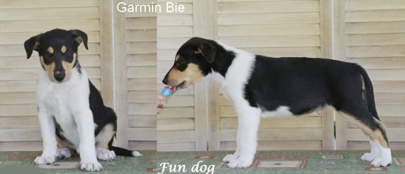 Garmin Bie Fun dog