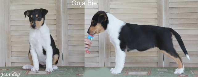 Goja Bie Fun dog