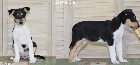 Glami Bie Fun dog