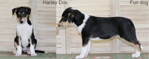 Harley Dox Fun dog