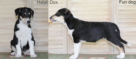 Halali Dox Fun dog