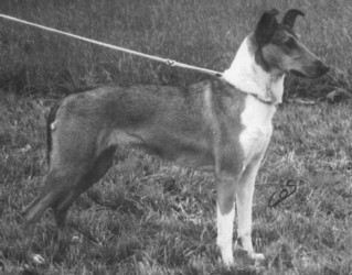 Collie’s of Sealand Domina Duschesse Smooth