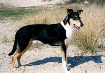 Collie’s of Sealand Number Six Nice Nepomuk